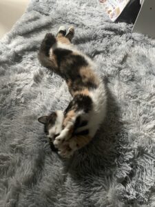 英検2級で見えた日本的試練。