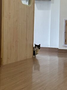 猫を叱る娘が私すぎる日々